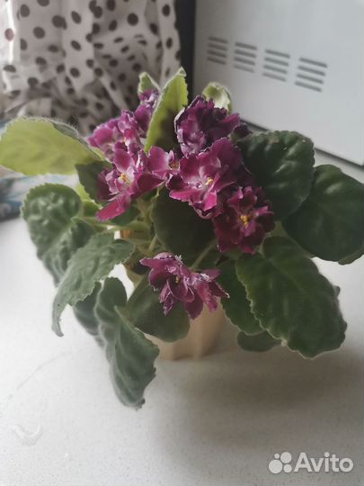 Фиалка сортовая 