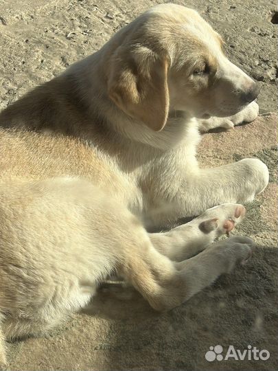 Собака в добрые руки