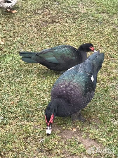 Мускусные утята индоутки