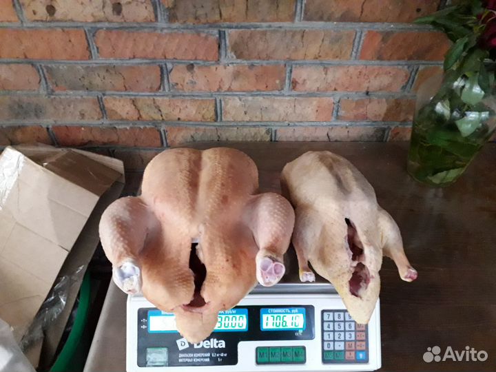 Индоутка и бролер