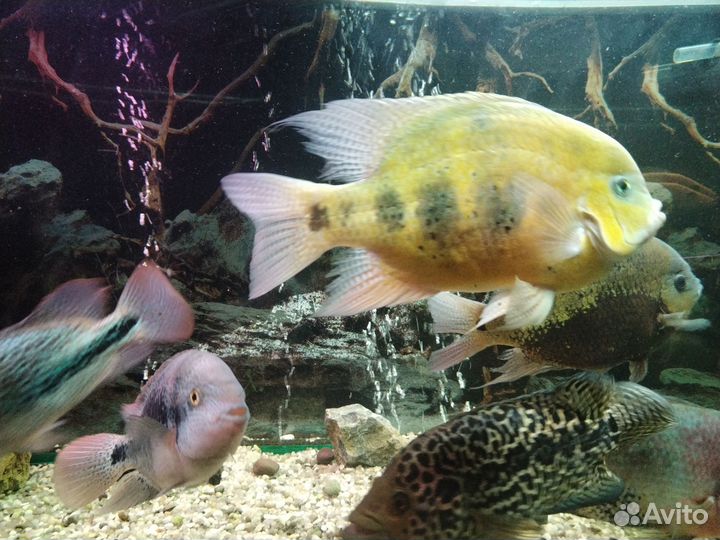 Аквариумные рыбки