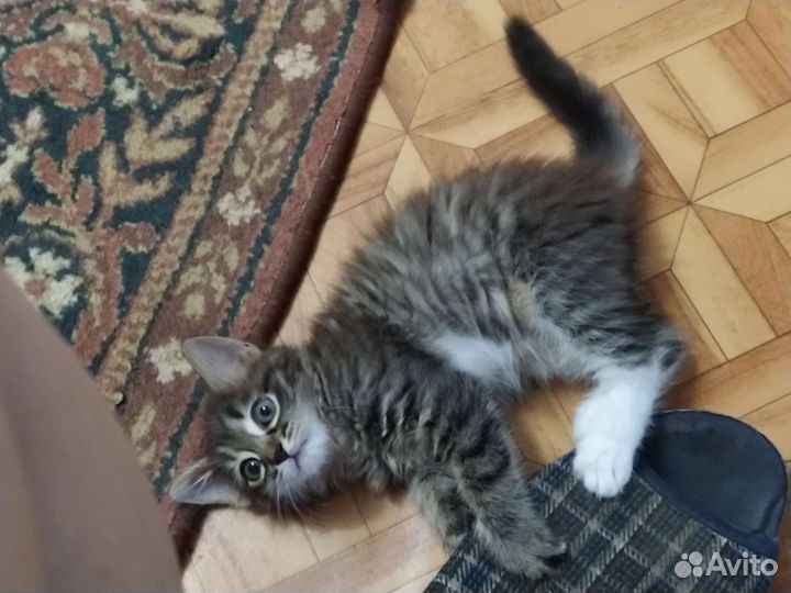 Котенок-мягкий пушистик