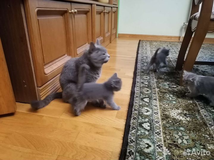 Кошки в добрые руки