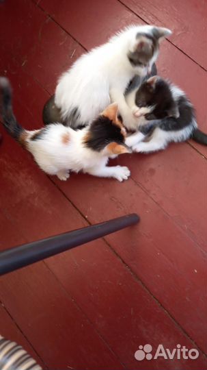 Котята 1,5мес ласковые ищут дом. Бросили в СНТ