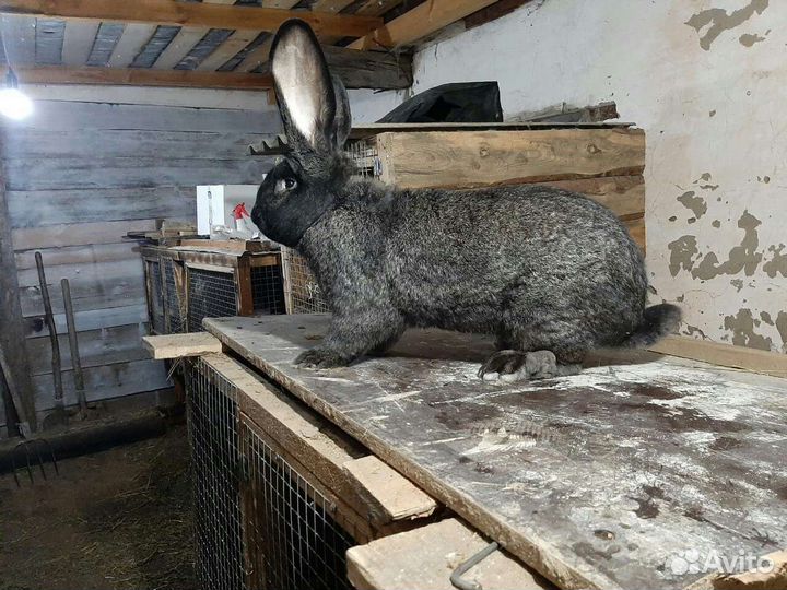 Кролики ризен