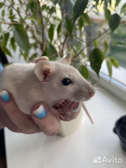 Декоративные крысята