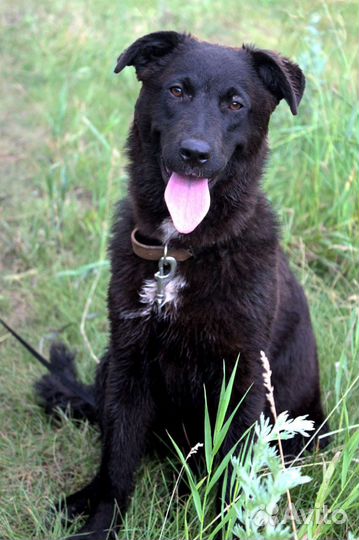 Молодая собака