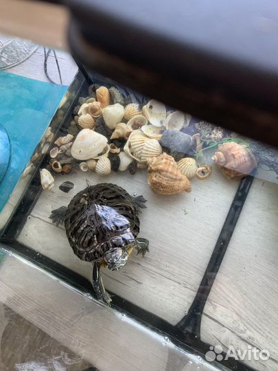 Черепаха в добрые руки