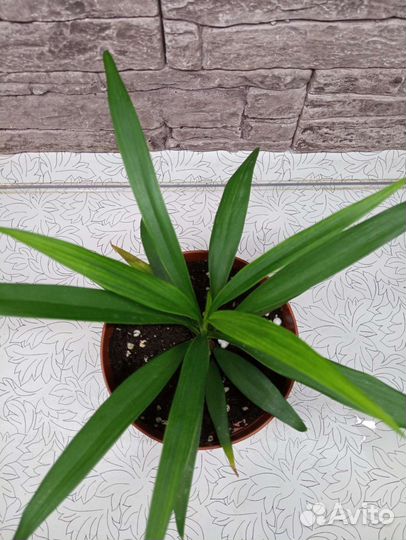 Хамедорея Элеганс