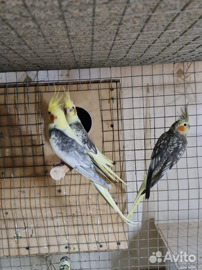 Попугай карелла