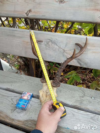 Имитация рогов косули