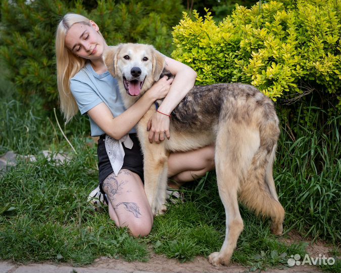 Хамер в добрые руки