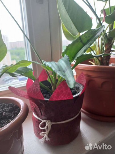 Спатифиллум