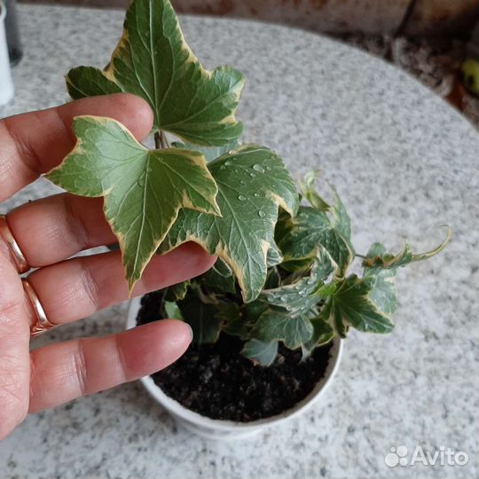 Плющ хедера