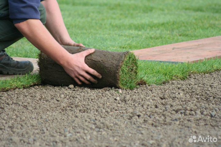 Укладка газона элитный