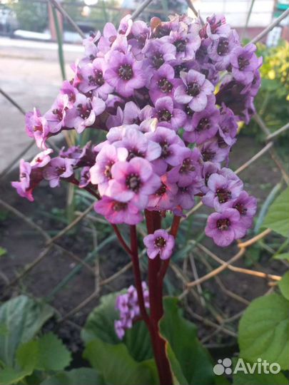 Садовые многолетники