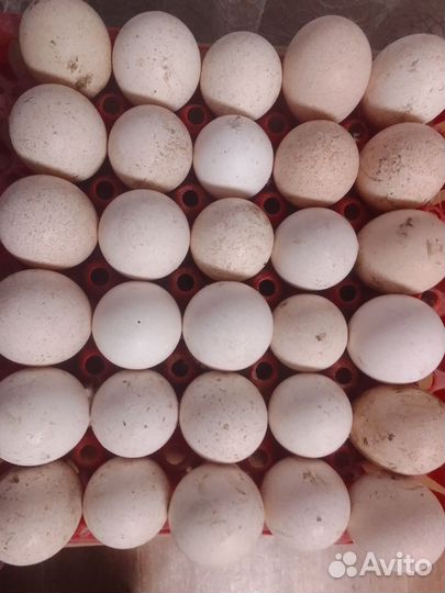 Яйца индюшиные инкубационные