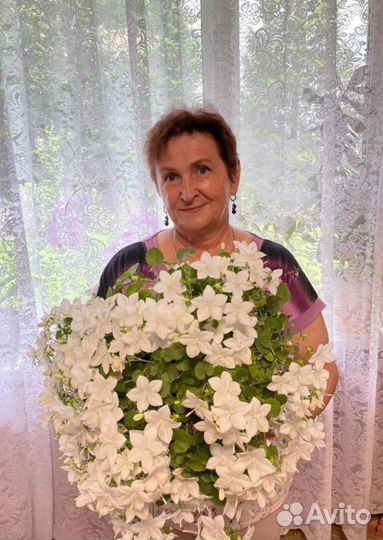 Комнатные растения цветы