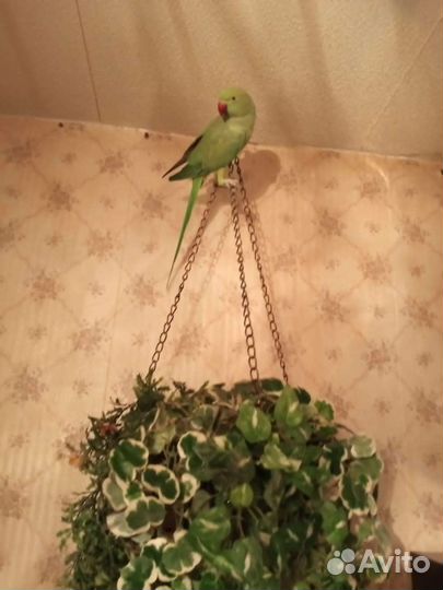 Ожереловый попугай с клеткой