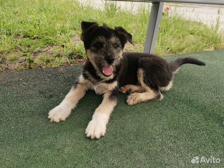 Собака в добрые руки, щенок