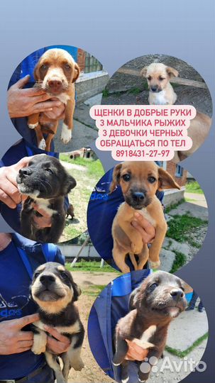 Собака в добрые руки отдам бесплатно