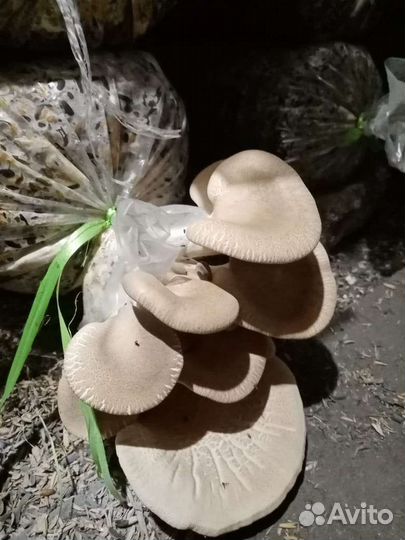 Готовые блоки Вешенки