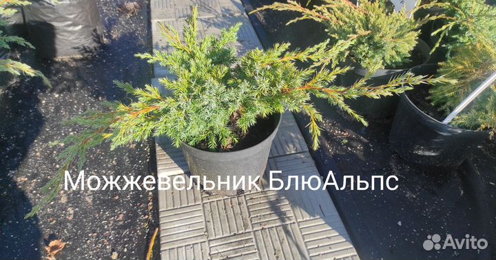 Можжевельник