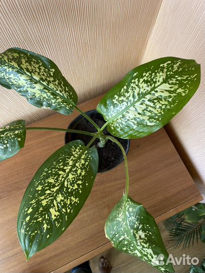 Диффенбахия