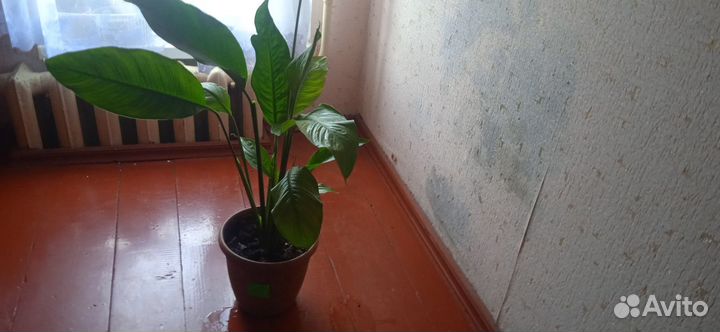 Комнатные цветы