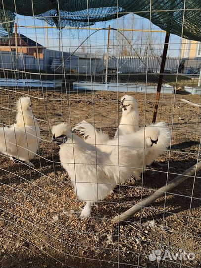 Петух китайский шелковый