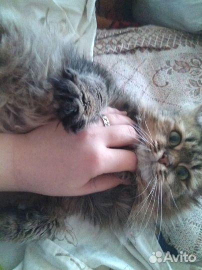 Сибирячка в ответственнные руки