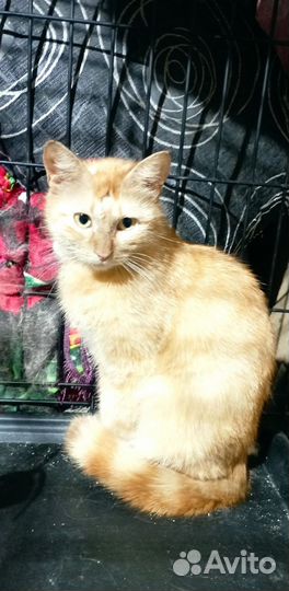 Кошка бесплатно