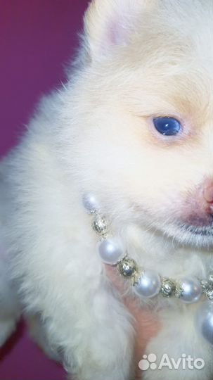 Супер кукольная девочка медвежонок,доставка