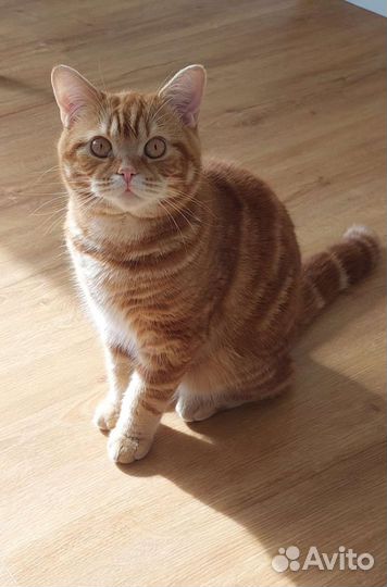 Шотландский кот вязка