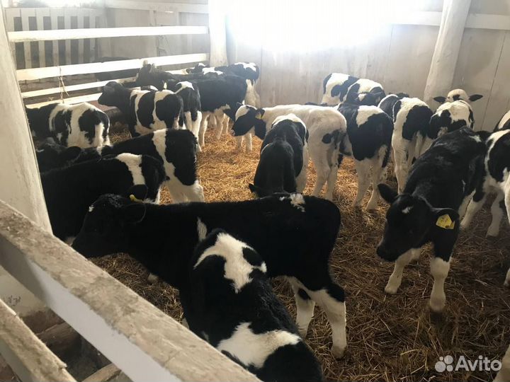 Бычки 1-3мес