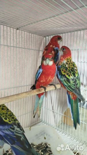 Попугай розелла(птенцы и подростки)