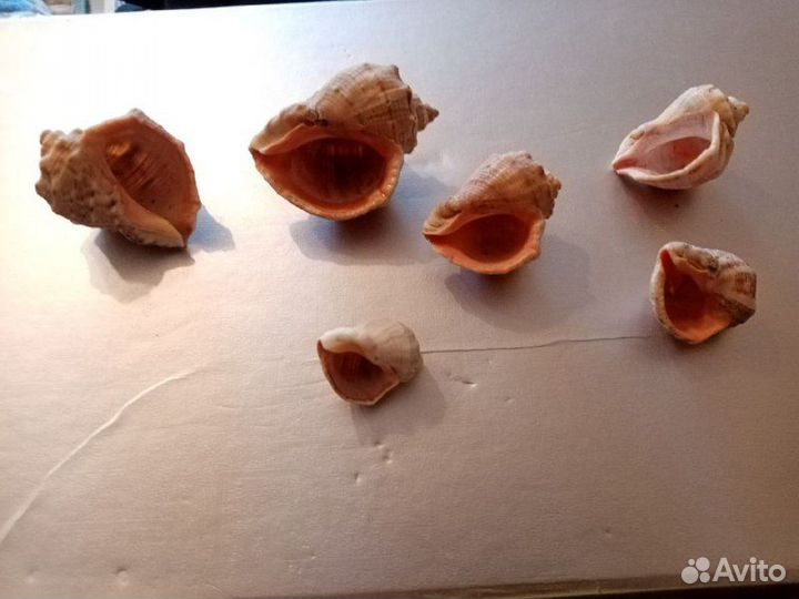 Небольшие раковины рапаны