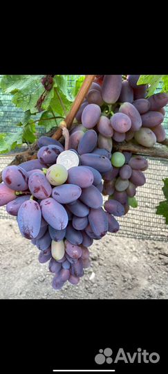 Саженцы и черенки винограда