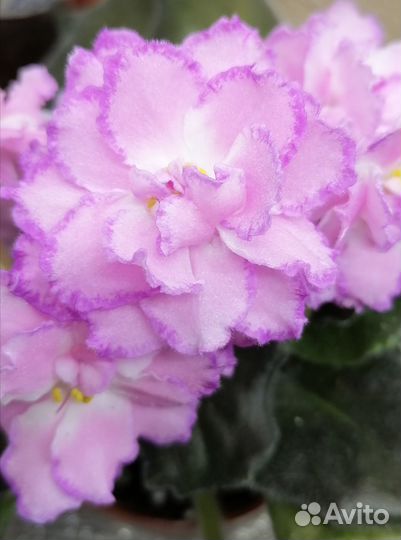 Фиалка, стрептокаппус