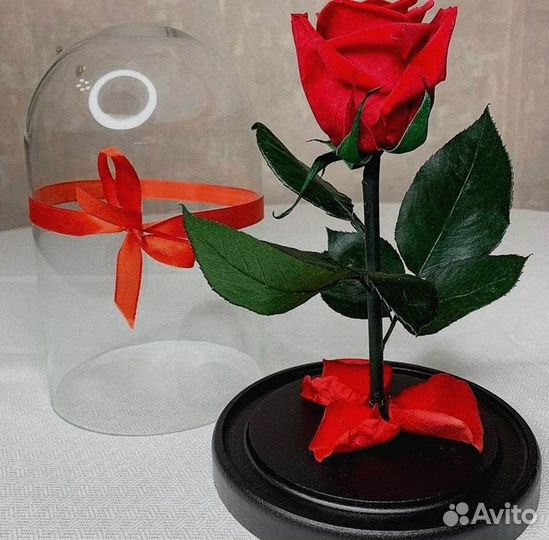 Роза в колбе. Живая