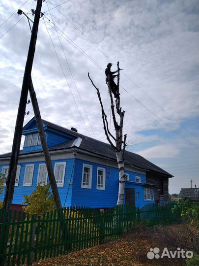 Спил, удаление, валка деревьев