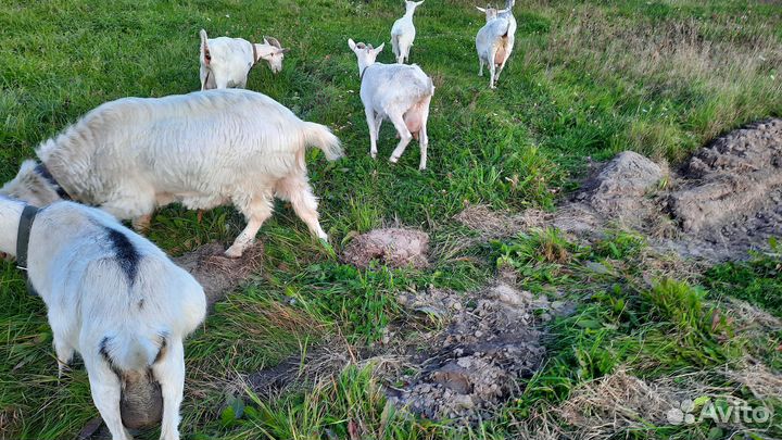 Козел и козы