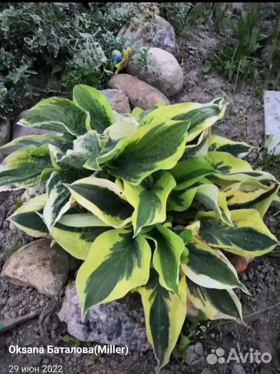 Саженцы хосты