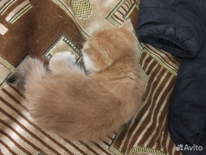 Котята британские