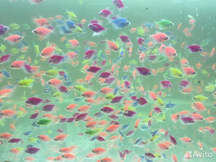 Рыбки опт