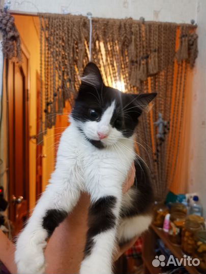 Котенок девочка