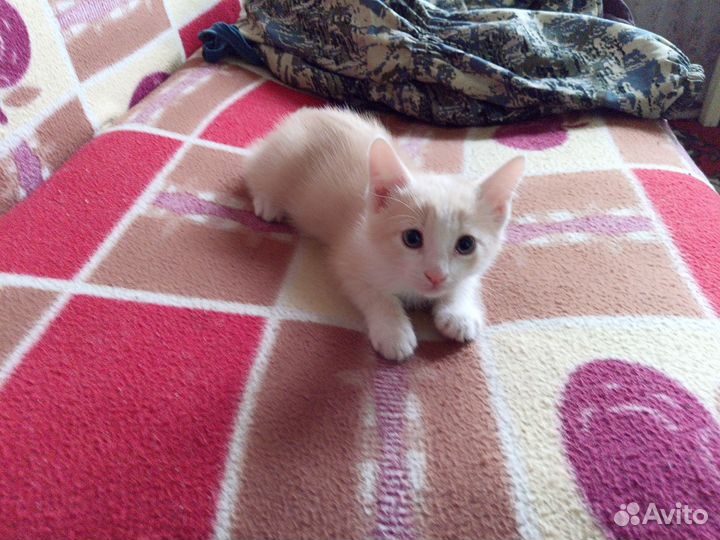 Котята