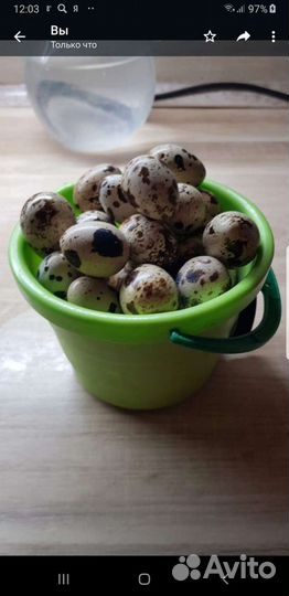 Яйца перепелиные домашние