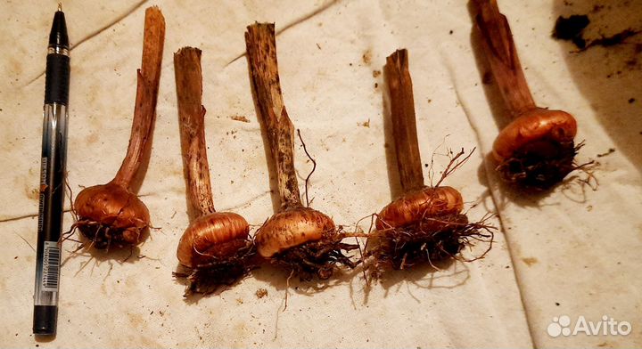 Гладиолусы луковицы