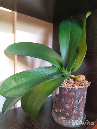 Орхидея фаленопсис